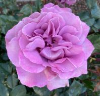 Purple rose
