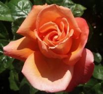 Orange rose